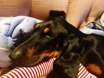 Close-up of dog relaxing on sofa at home