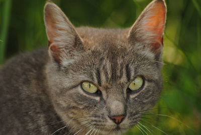 Close-up portrait of a cat