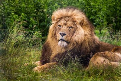 Lion relaxing in a grass