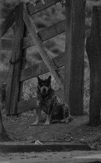 Portrait of dog sitting on wood