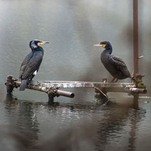 Birds perching on a lake