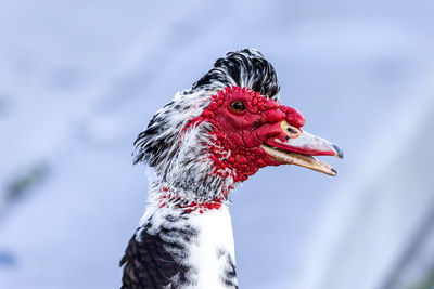 Close-up of bird