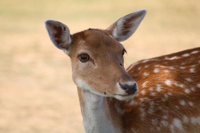 Close-up portrait of fallow deer