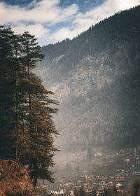 High angle view of trees in forest during autumn