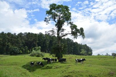 Cows grazing in a field