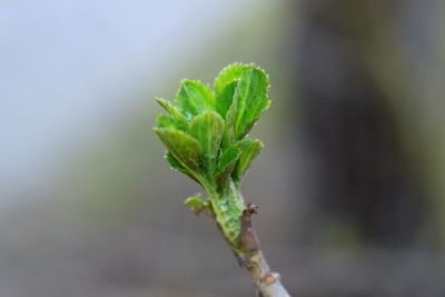 Close-up of plant