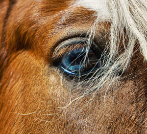 Close-up of horse eye