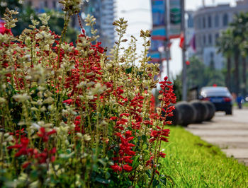 Red flowering plant in city