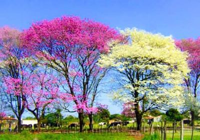 Pink flowers growing in field