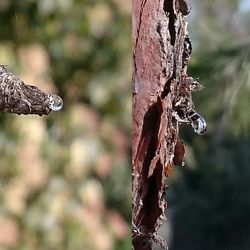 Close-up of tree trunk