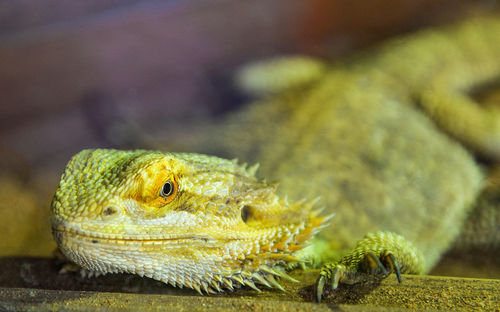 Close-up of lizard