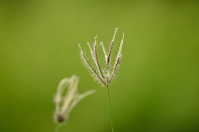Close-up of plants