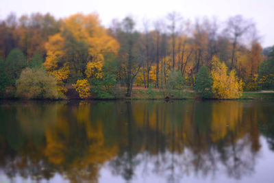 Reflection of trees in calm lake