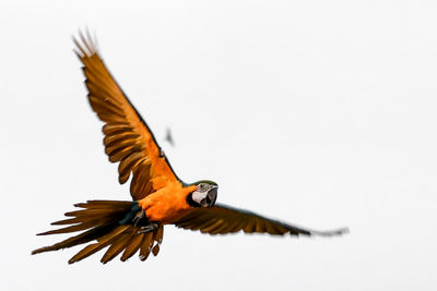 Low angle view of bird flying in the sky