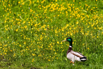 Full length of a bird on field