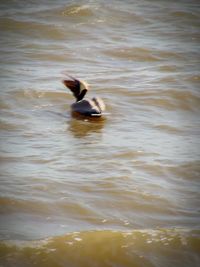 Duck swimming in lake