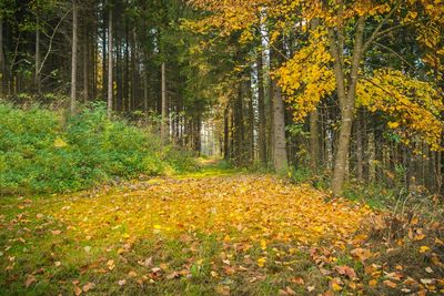 View of yellow autumn trees in forest
