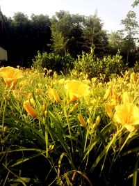 Close-up of yellow flowers blooming outdoors