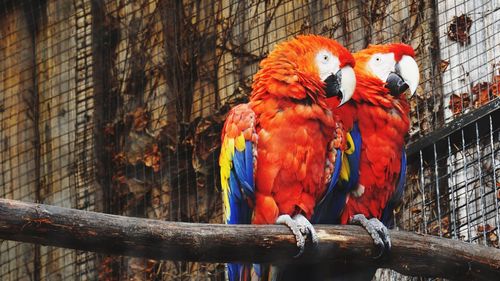 Low angle view of parrot perching in cage