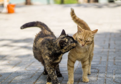 Portrait of kitten on street