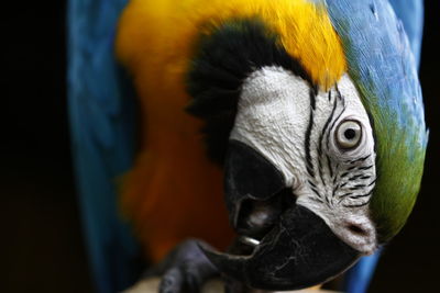 Close-up of a parrot