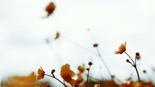 Close-up of flowers against blurred background