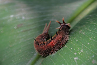 Close-up of insect on plant