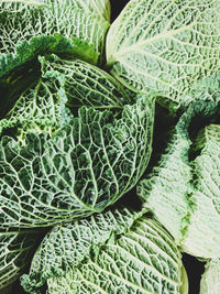 Savoy cabbage green background. full frame, texture