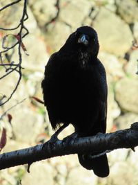 Close-up of bird perching on branch