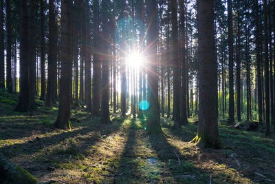 Sunlight streaming through trees in forest