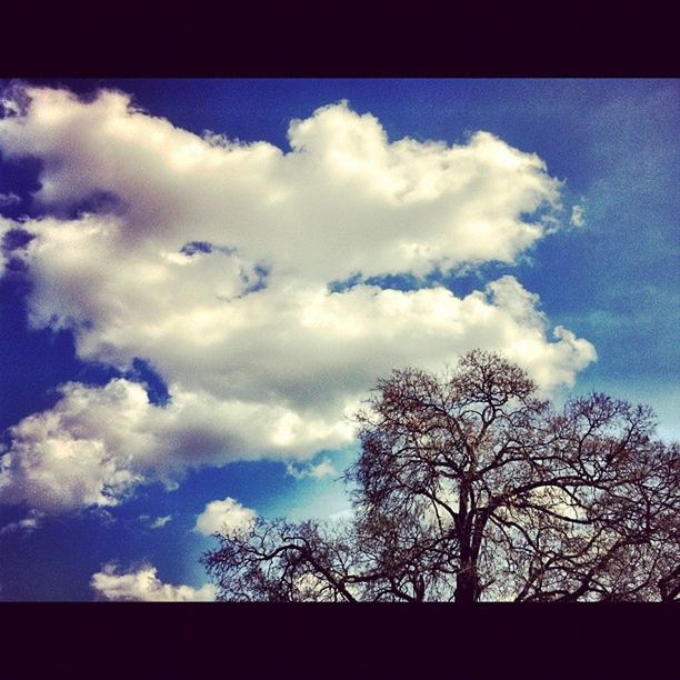 LOW ANGLE VIEW OF TREES AGAINST CLOUDY SKY