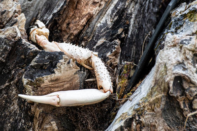 High angle view of crab claw on rock