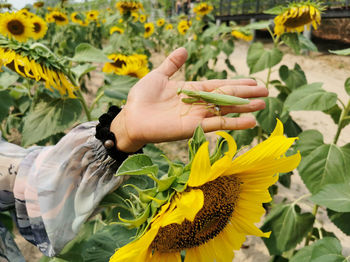 Mantis in the hand of a young woman in the sunflower field