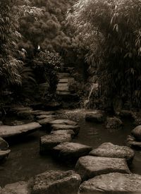 Rocks on tree stump