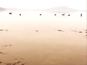 Flock of birds on beach