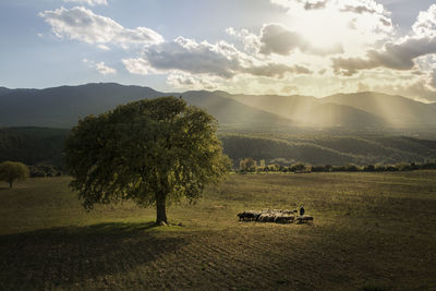 Trees on field against sky