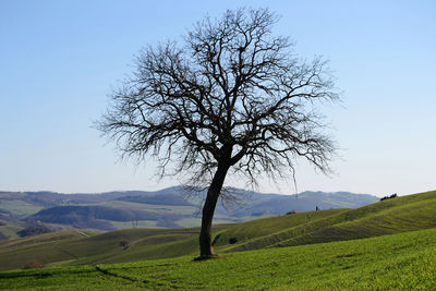 Tree on field against sky