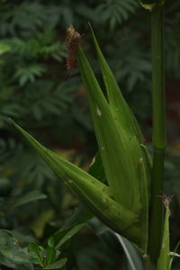 Close-up of green plant