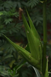 Close-up of green plant