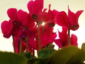 Low angle view of pink flowers against sky