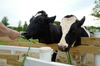 Close-up of cow on hand against sky