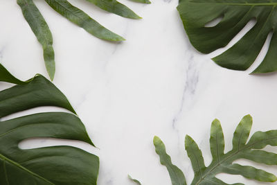 Close-up of leaves