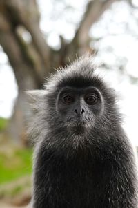Portrait of monkey on tree