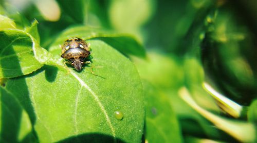 Close-up of insect on leaf