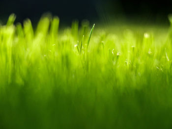 Close-up of wet grass on field