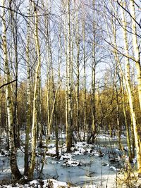 Close-up of trees by lake against sky