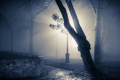 Trees in fog at night