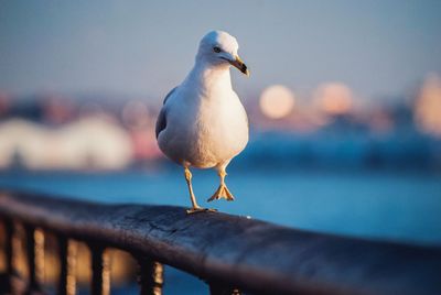 Close-up of seagull perching on railing against sea