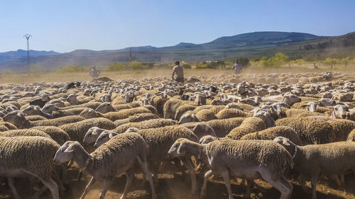 Flock of sheep walking on field against sky