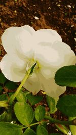 Close-up of white flowers